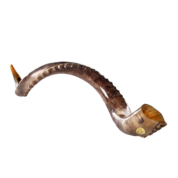 Kudo shofar, a huge shofar to buy Different Types Of Shofars