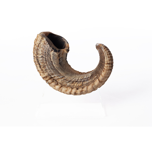 Yemeni shofar for sale Yemeni ram shofar