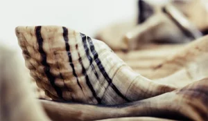 shofar images Ram Shofar