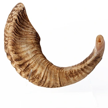 Types of shofars ram shofar